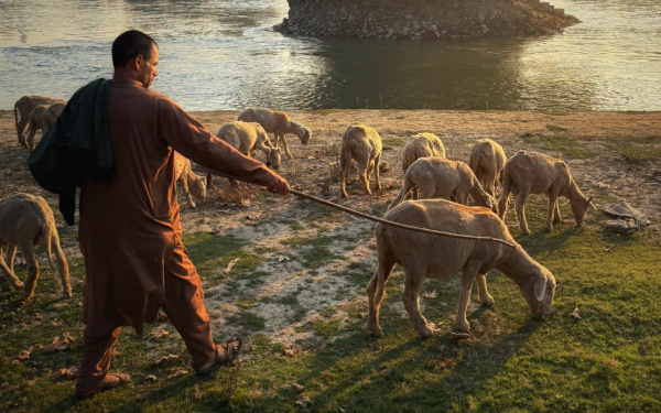 Shepard with sheep