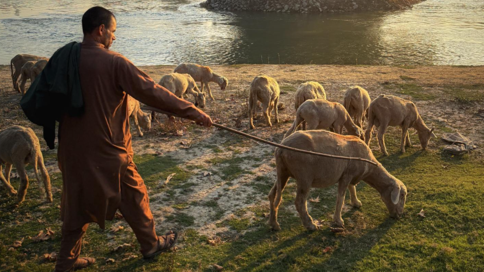 Shepard with sheep at the rivers edge