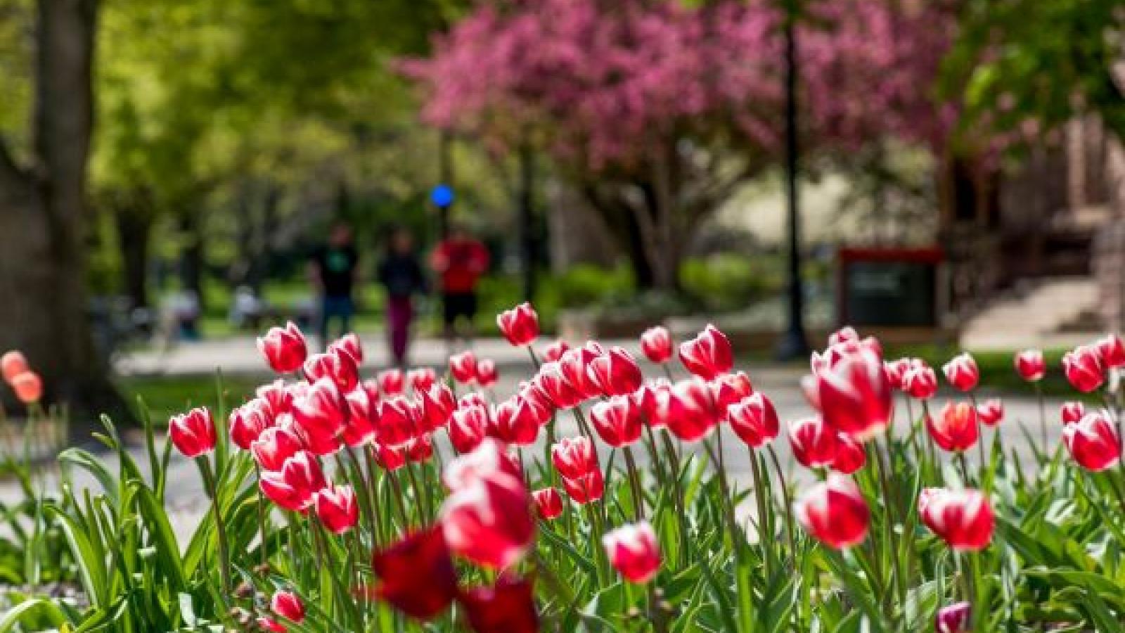 spring tulips